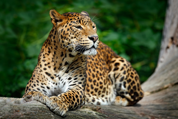 13-Day Sri Lanka Wildlife & Heritage Tour (Half Board)