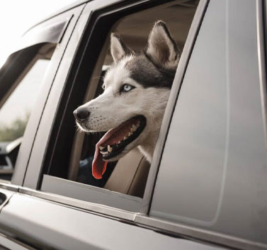 Pet-Friendly Transfers